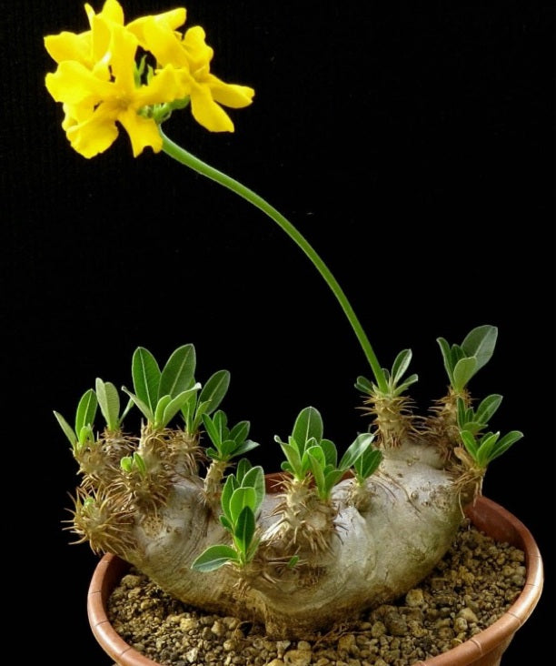 Pachypodium brevicalyx 10 Pieces Seeds