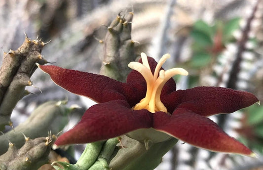 Piaranthus atrosanguineus 4 Pieces Seeds