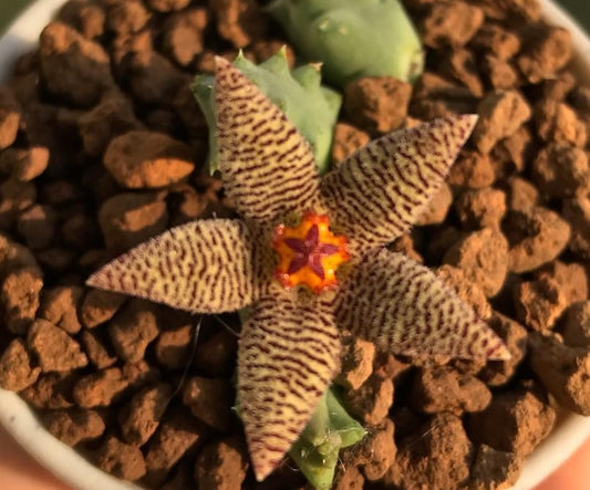 Piaranthus foetidus 4 Pieces Seeds