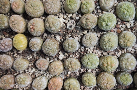 Pseudolithos sphaericus 5 Pieces Seeds