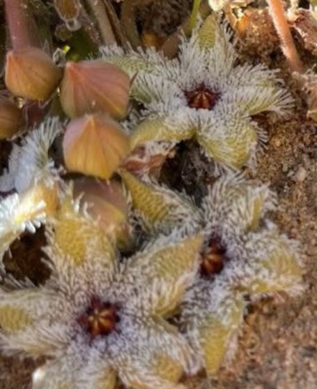 Quaqua mammillaris 5 Pieces Seeds