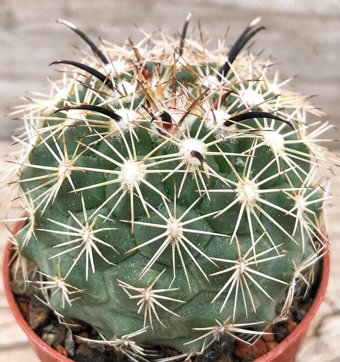 Coryphantha kracikii 10 Pieces Seeds