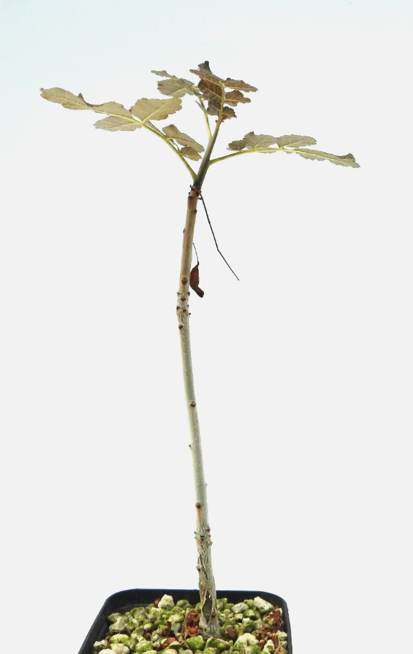Boswellia ameero PLANT