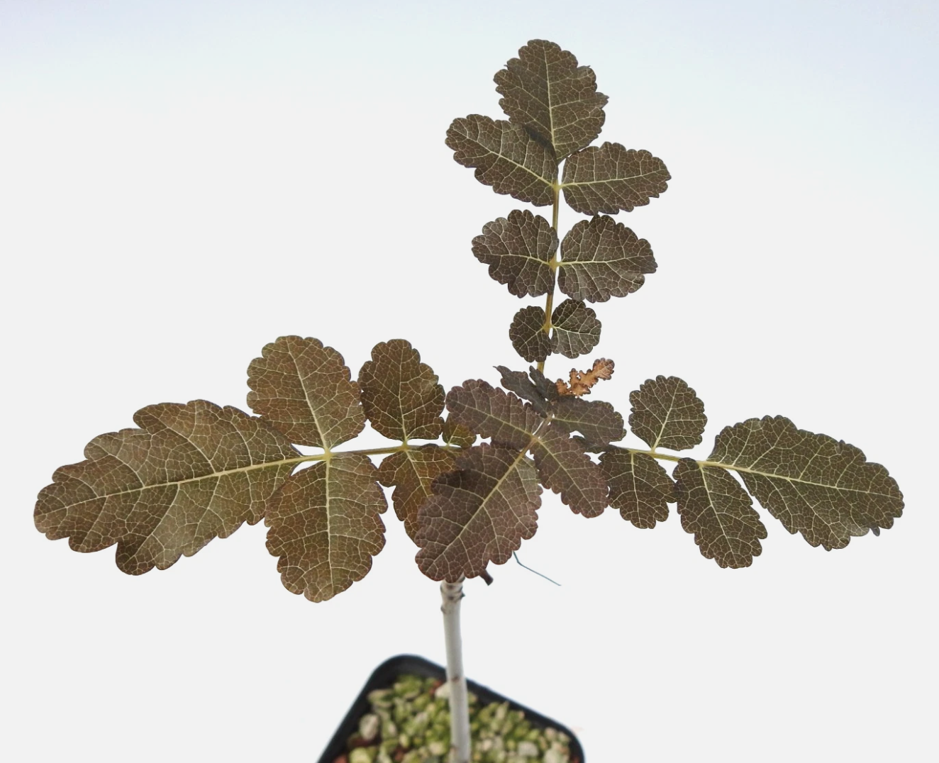 Boswellia ameero PLANT