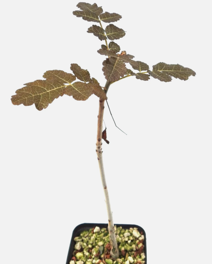 Boswellia ameero PLANT