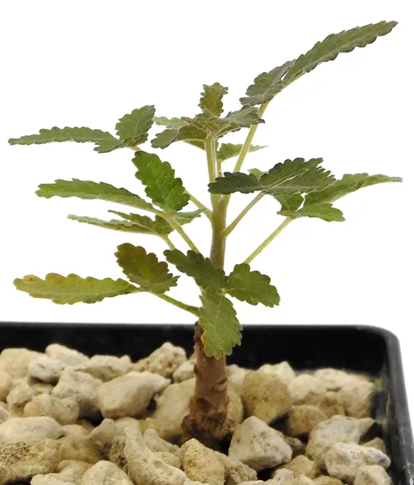 Boswellia bullata PLANT