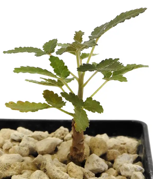Boswellia bullata PLANT