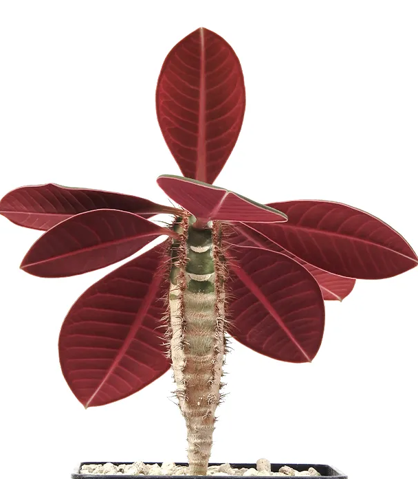 Euphorbia neohumbertii rubrifolia 5 Pieces Seeds