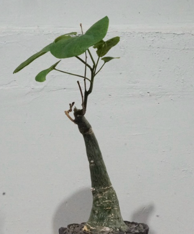 Adenia sp nova crystal green 5 Pieces Seeds