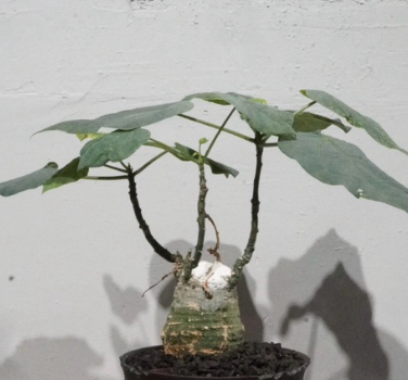 Adenia sp nova crystal green 5 Pieces Seeds