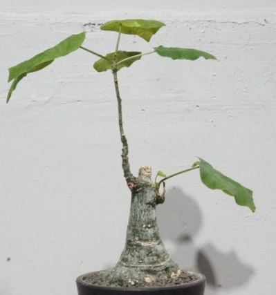 Adenia sp nova crystal green 5 Pieces Seeds