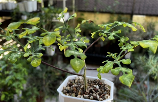 Adenia perrieri Snow Leaf 4 Pieces Seeds