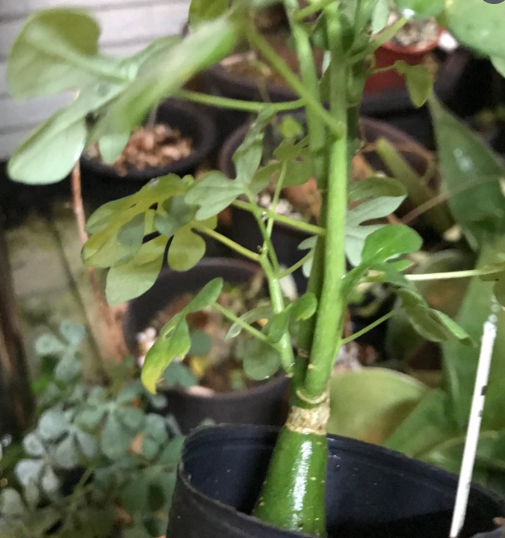 Adenia wilmsii 4 Pieces Seeds
