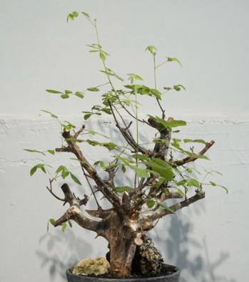 Commiphora mildbraedii 6 Pieces Seeds