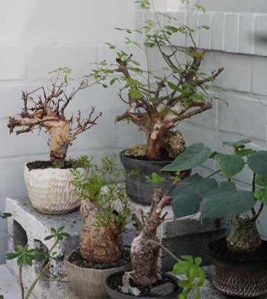 Commiphora mildbraedii 6 Pieces Seeds