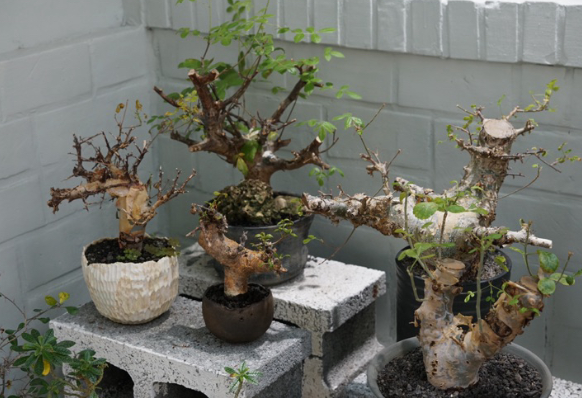 Commiphora mildbraedii 6 Pieces Seeds