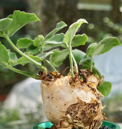 Cyphostemma uter var. macropus 10 Pieces Seeds
