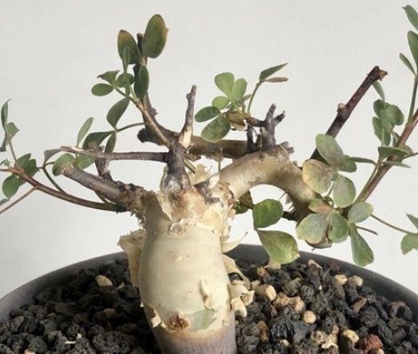 Commiphora kataf 5 Pieces Seeds