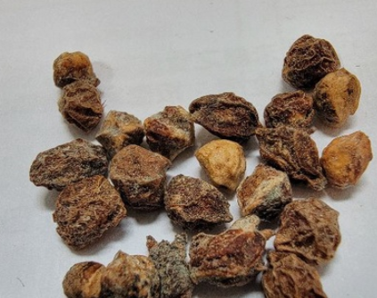 Commiphora kua 5 Pieces Seeds