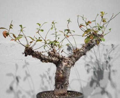 Commiphora kua 5 Pieces Seeds