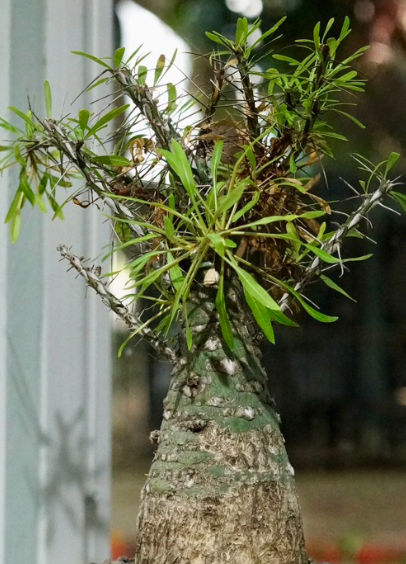 Fouquieria Purpusii 10 Pieces Seeds