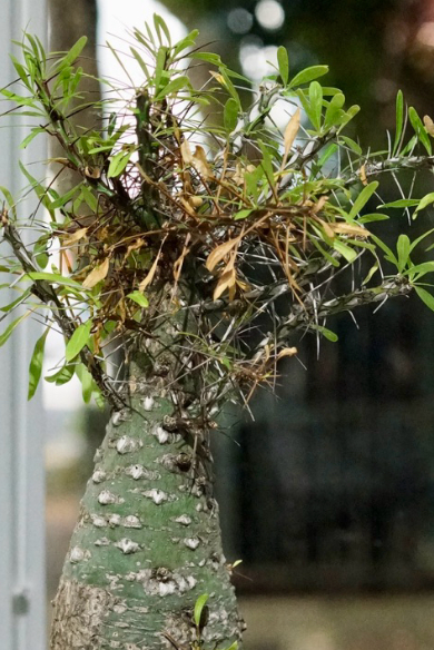 Fouquieria Purpusii 10 Pieces Seeds