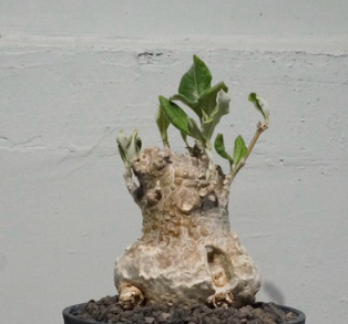 Fockea Multiflora 5 Pieces Seeds