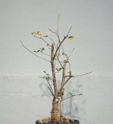 Commiphora humbertii 10 Pieces Seeds