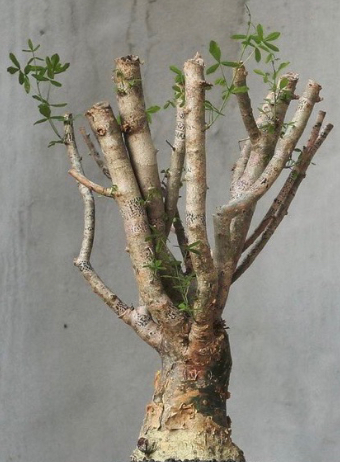 Commiphora humbertii 10 Pieces Seeds