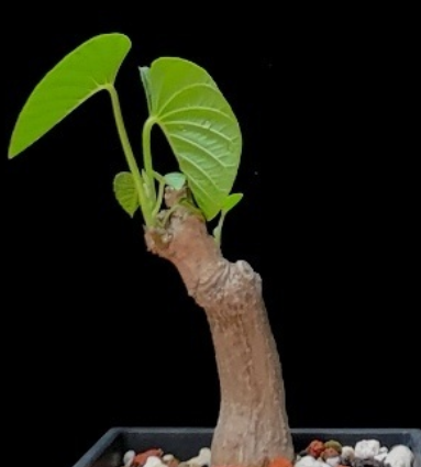 Ipomoea lapidosa 5 Pieces Seeds