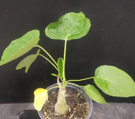 Ipomoea lapidosa 5 Pieces Seeds