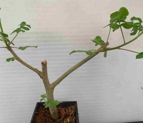 Commiphora edulis sp 10 Pieces Seeds