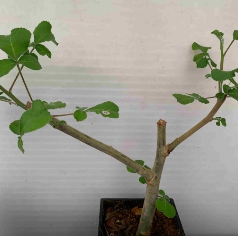 Commiphora edulis sp 10 Pieces Seeds