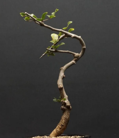 Commiphora sp Onilahy 4 Pieces Seeds
