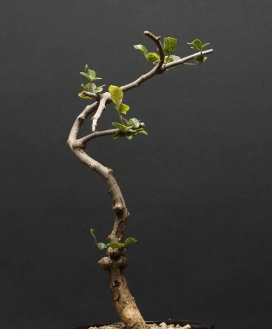 Commiphora sp Onilahy 4 Pieces Seeds