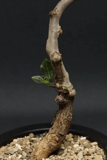 Commiphora sp Onilahy 4 Pieces Seeds