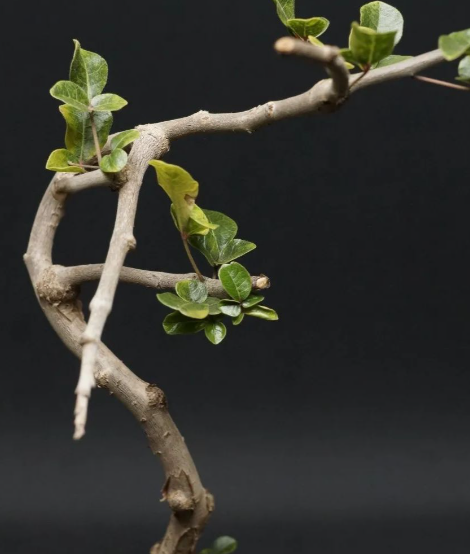 Commiphora sp Onilahy 4 Pieces Seeds