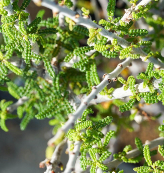 Commiphora planifrons 5 Pieces Seeds