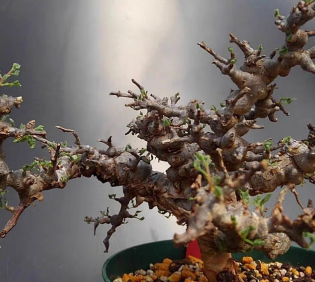 Commiphora sp. ‘Eyl’ 4 Pieces Seeds