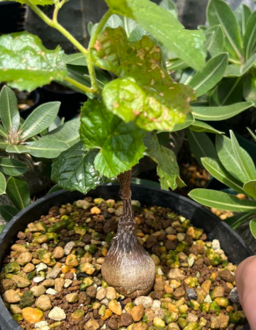 Cissus aphyllantha 7 Pieces Seeds