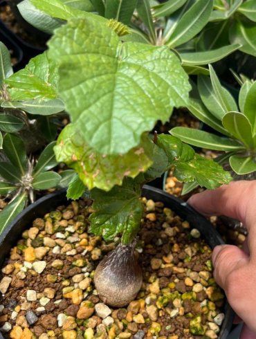 Cissus aphyllantha 7 Pieces Seeds