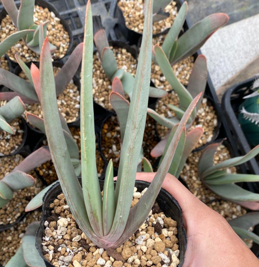 Aloe Plicatilis 12 Pieces Seeds