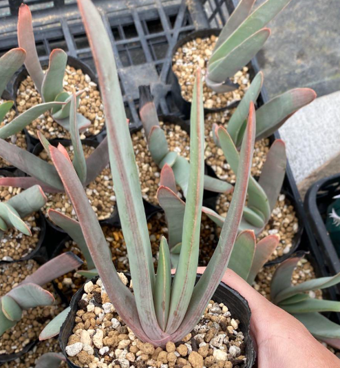 Aloe Plicatilis 12 Pieces Seeds