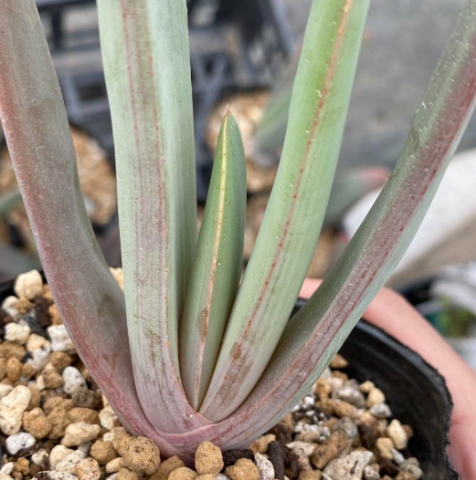 Aloe Plicatilis 12 Pieces Seeds