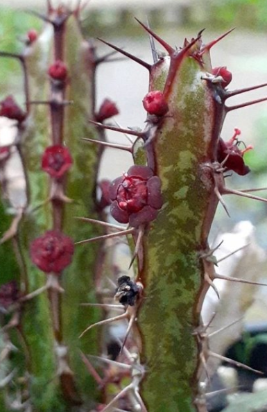 Euphorbia Saxorum 8 Pieces Seeds