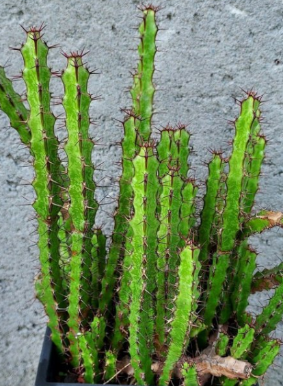 Euphorbia Saxorum 8 Pieces Seeds