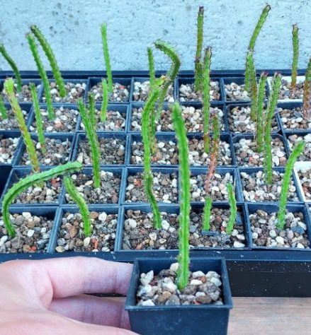 Euphorbia Saxorum 8 Pieces Seeds