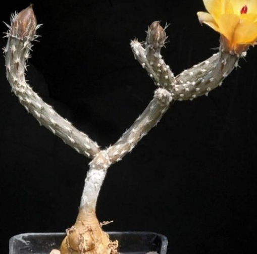 Pterocactus tuberosus 6 Pieces Seeds