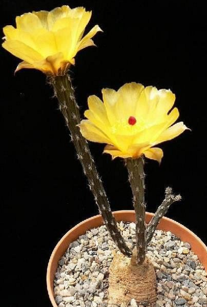 Pterocactus tuberosus 6 Pieces Seeds