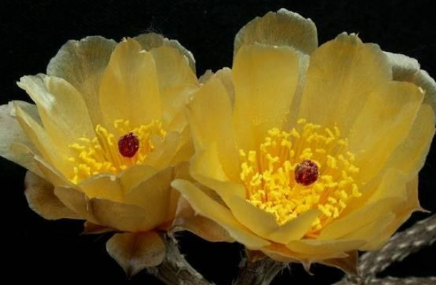 Pterocactus tuberosus 6 Pieces Seeds